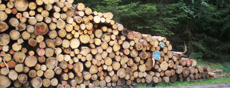Holz-Forst