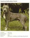 Foto von einem American Staffordshire Terrier
