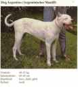 Foto von einem Dog Argentino
