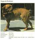 Foto von einem Dogue de Bordeaux