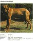 Foto von einem Rhodesian Ridgeback