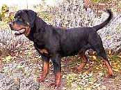 Foto von einem Rottweiler 